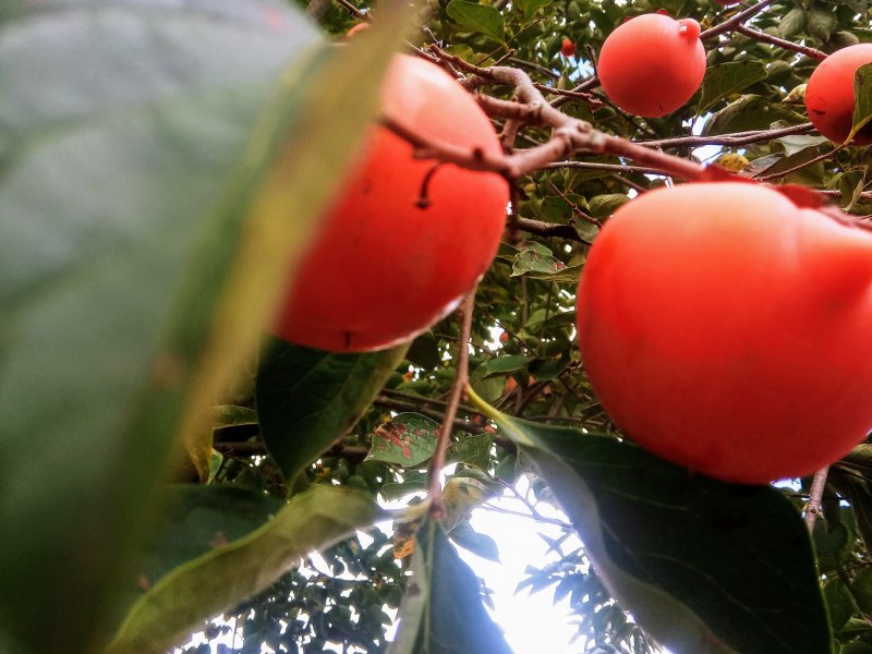 Casa à venda Centro com 800m² e 3 quartos por R$ 800.000 - 925355114-20200331-095040.jpg