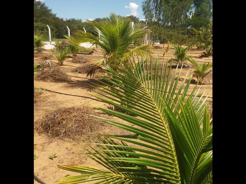 Sítio à venda Centro com 20000m² e 3 quartos por R$ 380.000 - 495787225-img-20220422-wa0062.jpg