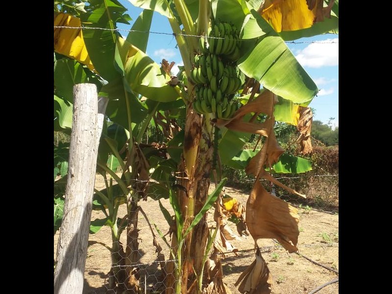 Sítio à venda Centro com 20000m² e 3 quartos por R$ 380.000 - 770866342-img-20220422-wa0060.jpg