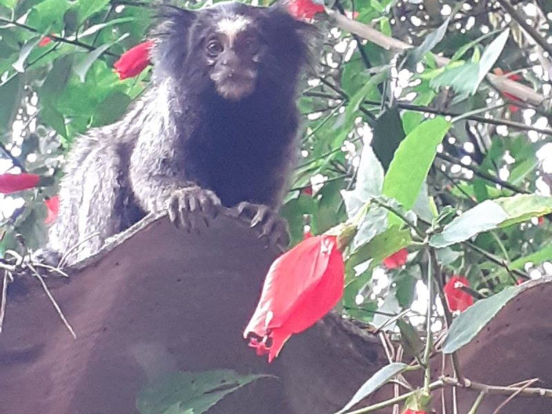 Chácara à venda Chácaras Embu Colonial com 407m² e 5 quartos por R$ 1.850.000 - 1560536105-img-20220423-wa0052.jpg