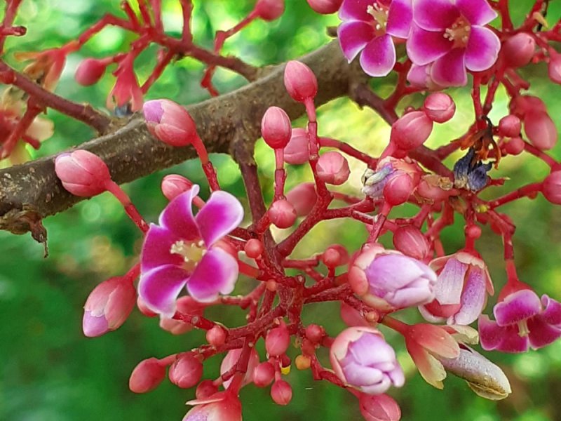 Chácara à venda Chácaras Embu Colonial com 407m² e 5 quartos por R$ 1.850.000 - 2112371831-img-20220423-wa0040.jpg