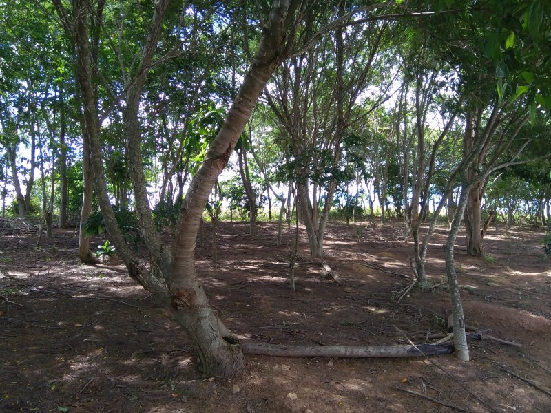 Terreno à venda Centro com 150m² e 1 quarto por R$ 110.000 - 68453315-18.jpg