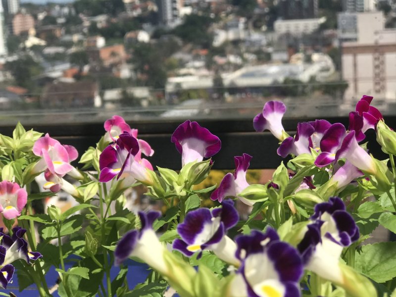 Cobertura à venda Centro com 298m² e 4 quartos por R$ 998.000 - 1150182396-dfe53a77-118c-423c-b269-e65e396224d8.jpeg