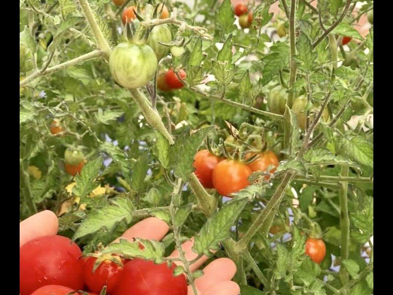 Cobertura à venda Centro com 298m² e 4 quartos por R$ 998.000 - 2125418137-1f4292a9-d718-4242-abc1-c27bb15cb68d.jpeg