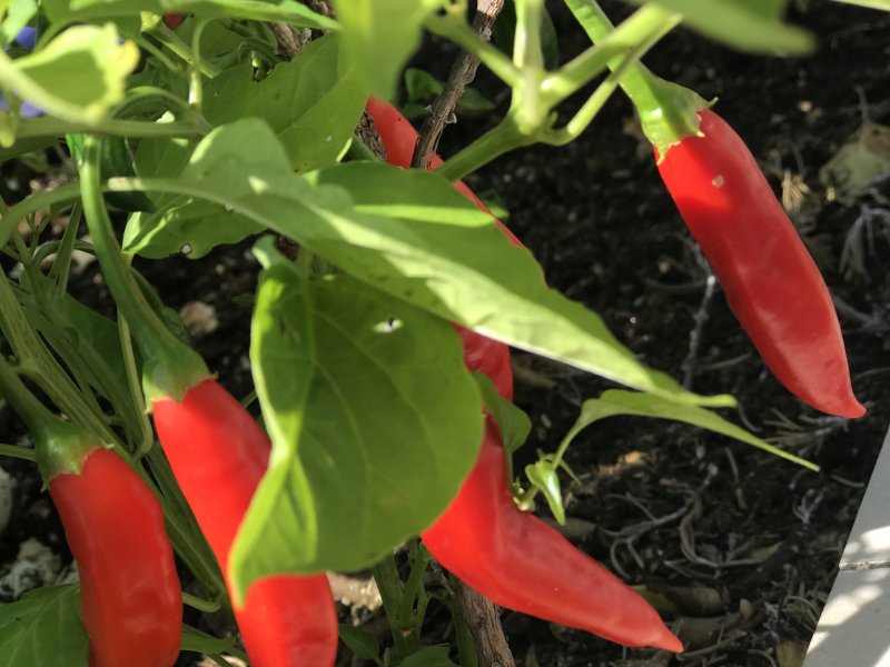 Cobertura à venda Centro com 298m² e 4 quartos por R$ 998.000 - 726695351-bdb49630-06b0-4f39-bab9-fb9c865d5377.jpeg