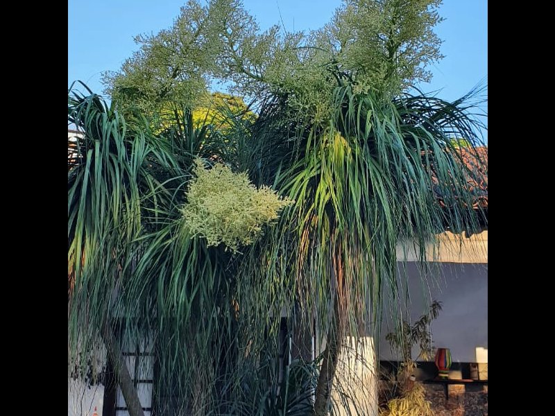 Casa à venda Pendotiba com 1000m² e 5 quartos por R$ 899.000 - 762750636-45adc477-8074-4184-8245-6fd481230cbd.jpeg