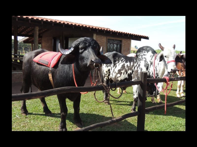 Apartamento à venda América com 45m² e 2 quartos por R$ 53.174 - 1238397465-24481754.jpeg