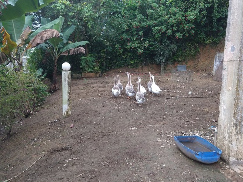 Chácara à venda Centro com 2400m² e 2 quartos por R$ 460.000 - 116643855-img-20220422-110958901.jpg