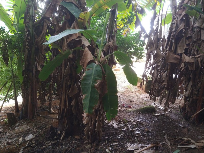 Chácara à venda Centro com 2400m² e 2 quartos por R$ 460.000 - 694418428-img-20220422-110128814.jpg