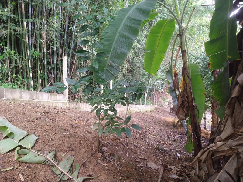 Chácara à venda Centro com 2400m² e 2 quartos por R$ 460.000 - 835616760-img-20220422-110049081.jpg