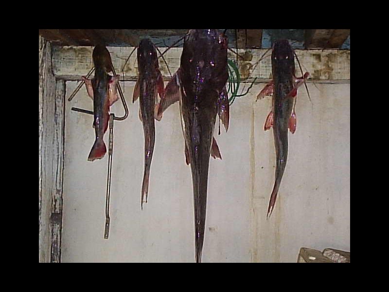 Fazenda à venda Popular Nova com 3999999m² e 1 quarto por R$ 8.000.000 - 1891550164-fazenda-049.jpg