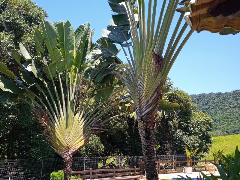 Terreno à venda Flamengo com 257m² e 1 quarto por R$ 129.000 - 880334114-23-foto-cond-perda-mata-marica.jpg