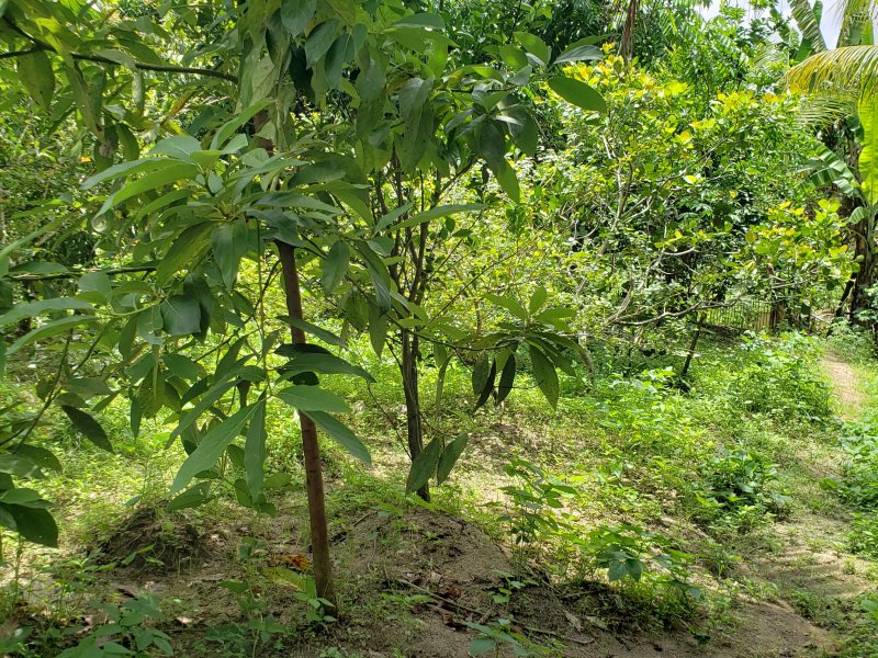 Terreno à venda Várzea com 900m² e 1 quarto por R$ 600.000 - 164558501-20220303-120212.jpg