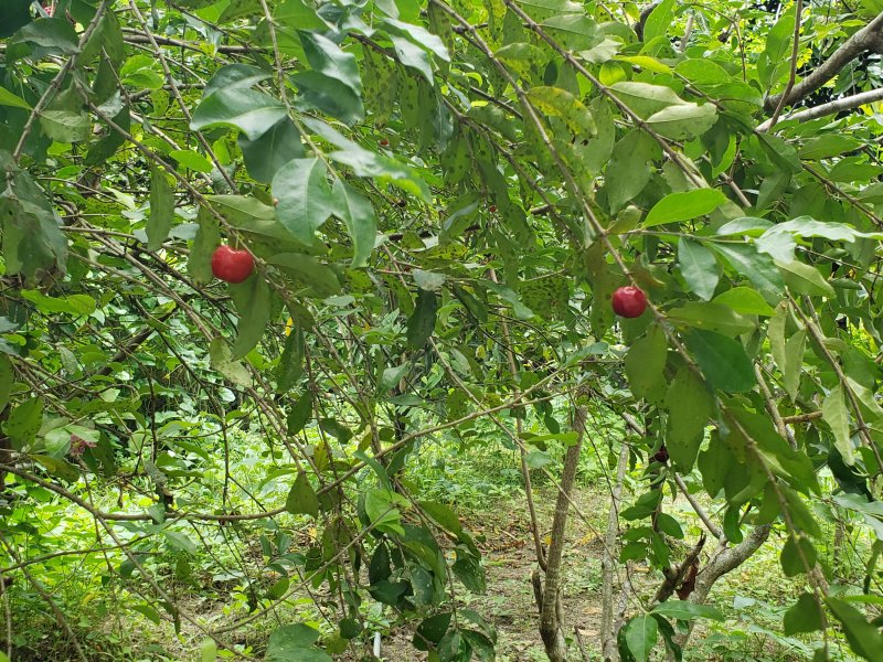 Terreno à venda Várzea com 900m² e 1 quarto por R$ 600.000 - 966189634-20220303-120326.jpg