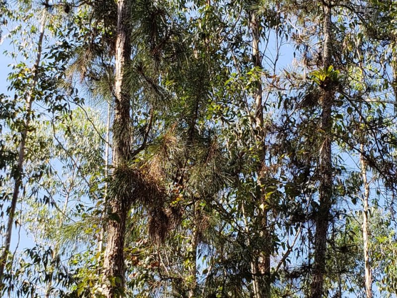 Sítio à venda Muchila com 294000m² e 1 quarto por R$ 820.000 - 1557435348-whatsapp-image-2019-07-13-at-12.jpeg