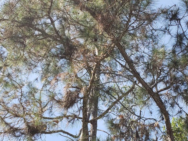 Sítio à venda Muchila com 294000m² e 1 quarto por R$ 820.000 - 1828044119-whatsapp-image-2019-07-13-at-12.jpeg