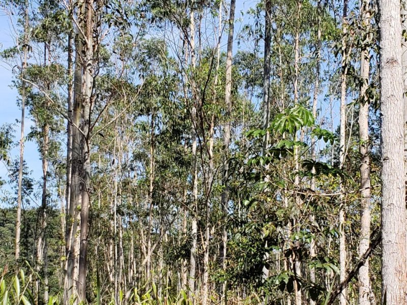 Sítio à venda Muchila com 294000m² e 1 quarto por R$ 820.000 - 426253874-whatsapp-image-2019-07-13-at-12.jpeg