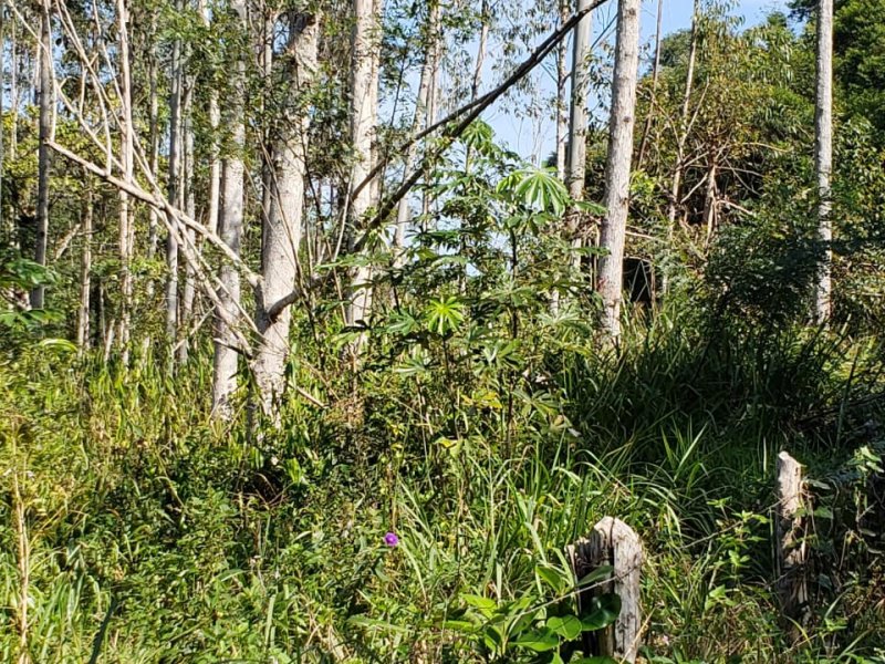 Sítio à venda Muchila com 294000m² e 1 quarto por R$ 820.000 - 720471189-whatsapp-image-2019-07-13-at-12.jpeg