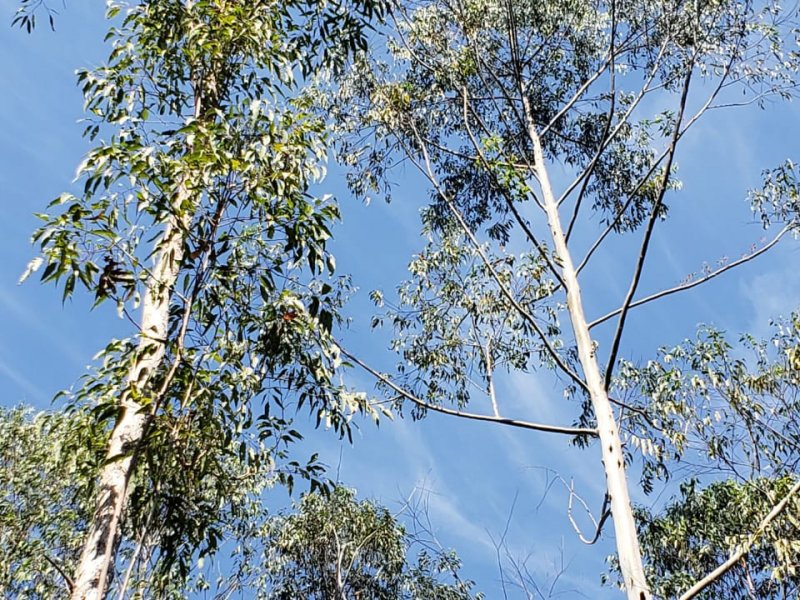 Sítio à venda Muchila com 294000m² e 1 quarto por R$ 820.000 - 846893317-whatsapp-image-2019-07-13-at-12.jpeg