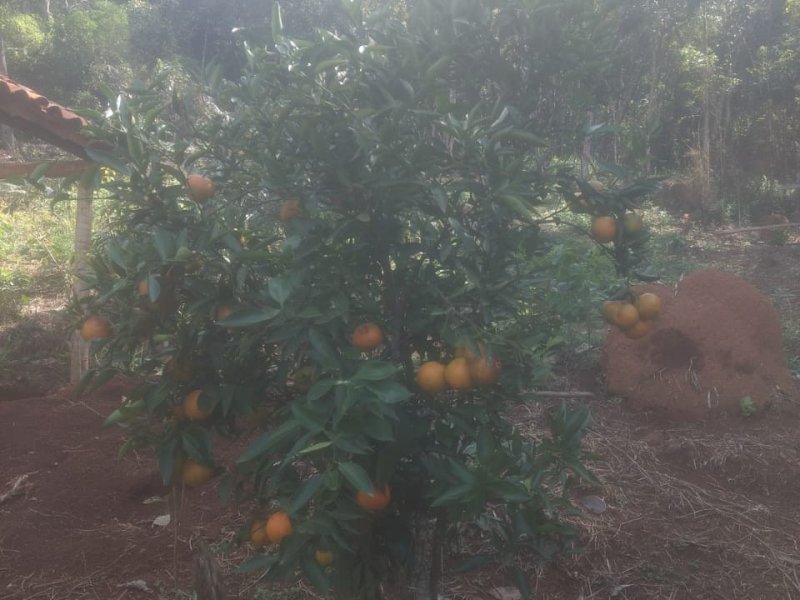 Sítio à venda Centro com 8000m² e 3 quartos por R$ 490.000 - 1822786679-whatsapp-image-2022-05-24-at-17.jpeg