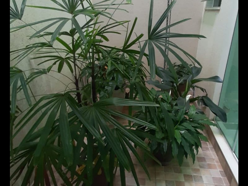 Casa à venda Fábricas com 620m² e 3 quartos por R$ 780.000 - 2138498479-whatsapp-image-2022-06-16-at-14.jpeg