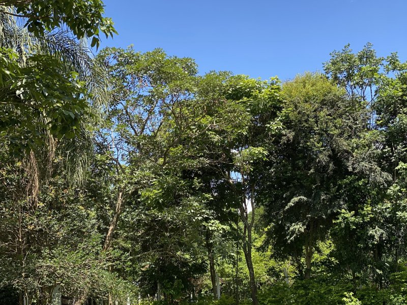 Sítio à venda Bairro Cidade Jardim com 4200m² e 5 quartos por R$ 1.250.000 - 1788549150-29758ecc-6075-4d7c-a8b7-d5cce7822bec.jpeg