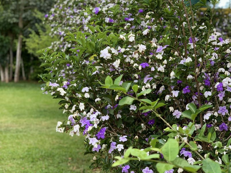 Sítio à venda Bairro Cidade Jardim com 4200m² e 5 quartos por R$ 1.250.000 - 910028585-6dd764ce-a874-496d-88e0-6ac21976a325.jpeg