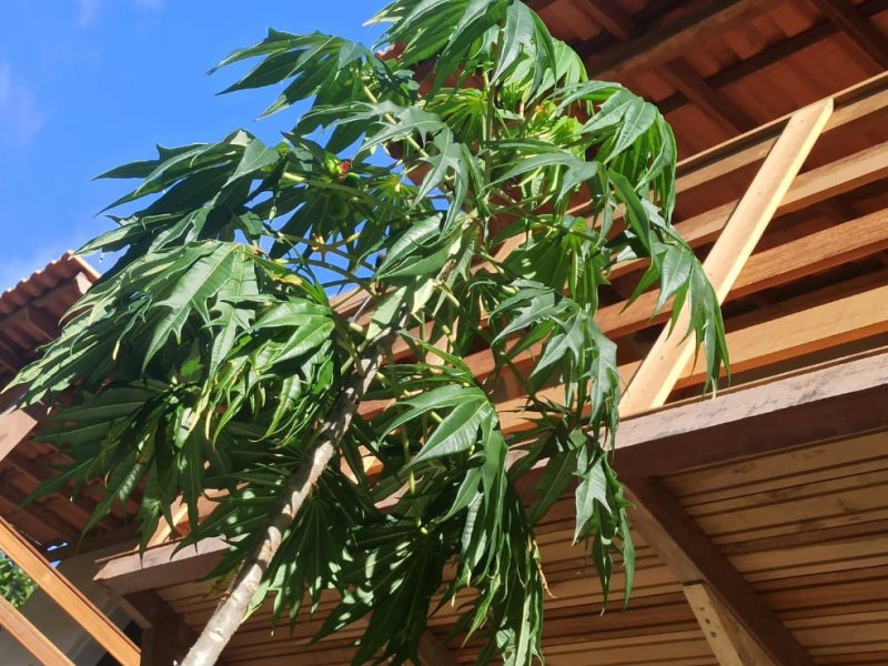 Sítio à venda Colubandê com 749m² e 3 quartos por R$ 395.000 - 1369500632-whatsapp-image-2022-06-23-at-20.jpeg