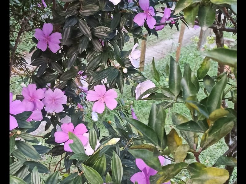 Sítio à venda Colubandê com 749m² e 3 quartos por R$ 395.000 - 1378586420-whatsapp-image-2022-06-23-at-20.jpeg