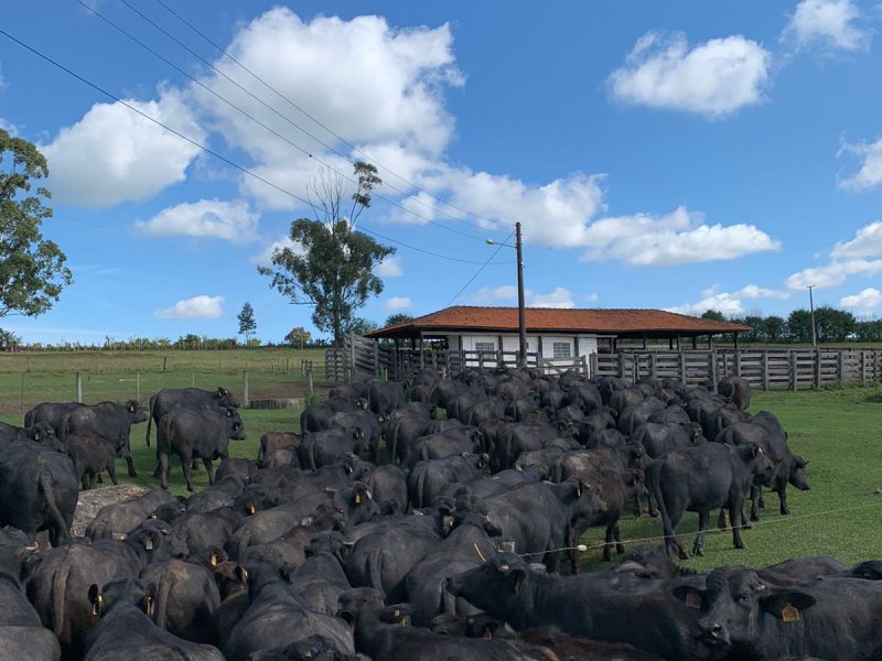 Fazenda à venda Centro com 29863m² e 3 quartos por R$ 28.000.000 - 685708668-whatsapp-image-2022-06-14-at-00.jpeg