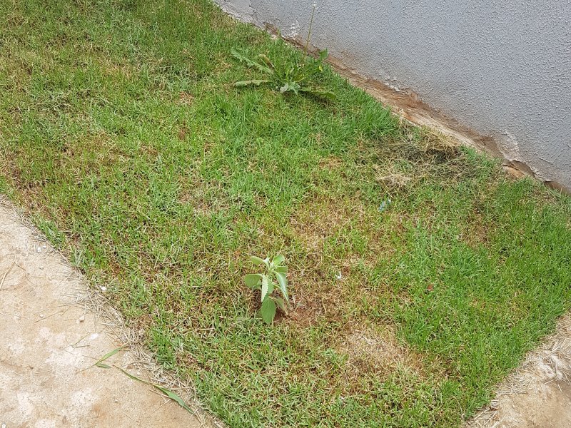 Casa à venda Nova trieste  com 81m² e 2 quartos por R$ 220.000 - 52549224-02.jpg