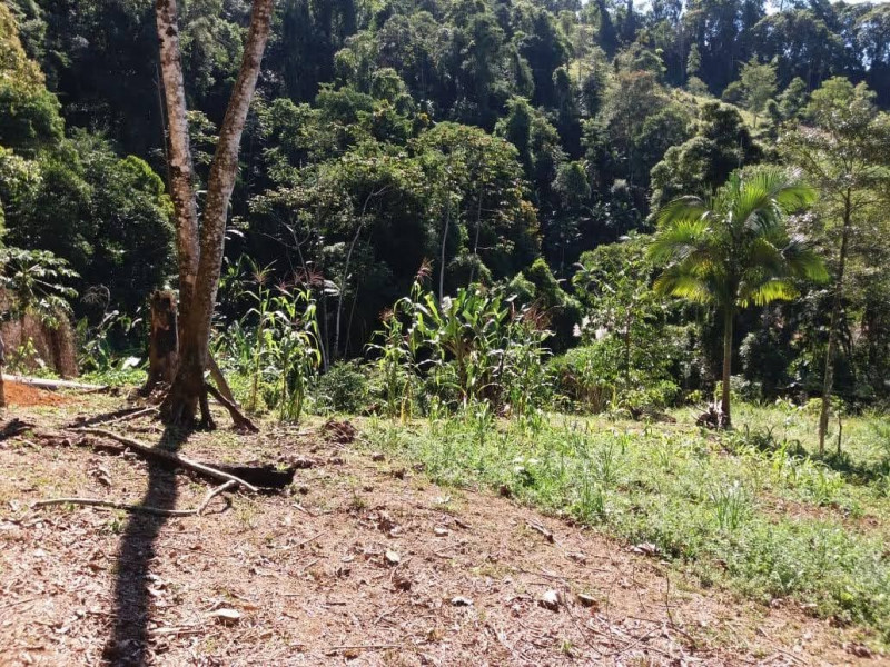 Chácara à venda Centro (Paraty) com 2500m² e 1 quarto por R$ 350 - 1890072026-9bf7bf75-70ac-4d13-9834-ee00980154ef.jpg