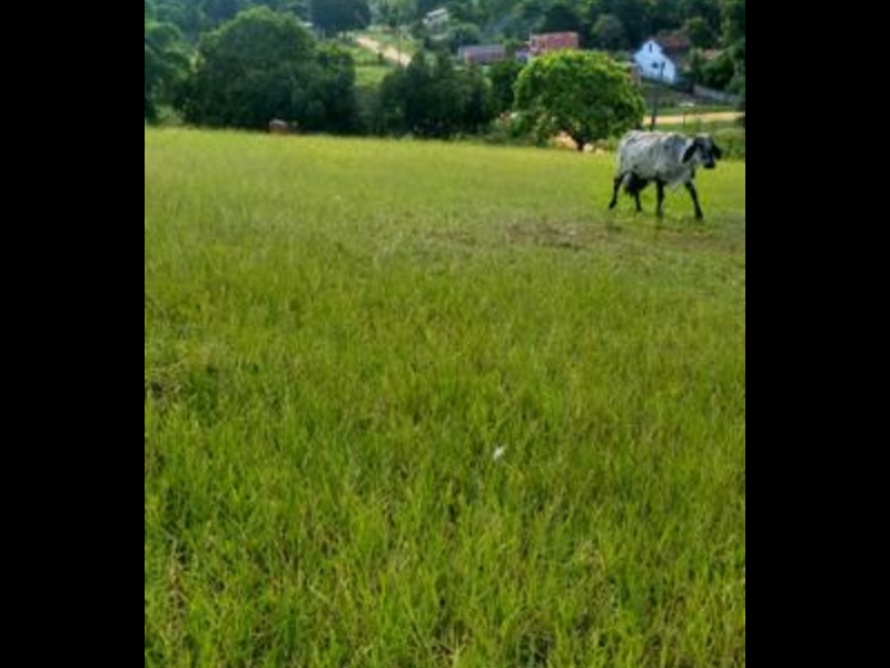 Sítio à venda Sambaetiba com 80m² e 1 quarto por R$ 600.000 - 1419733530-capture-2019-08-07-17-03-51.png