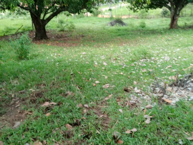 Sítio à venda Sambaetiba com 80m² e 1 quarto por R$ 600.000 - 597897611-20201229-142428.jpg