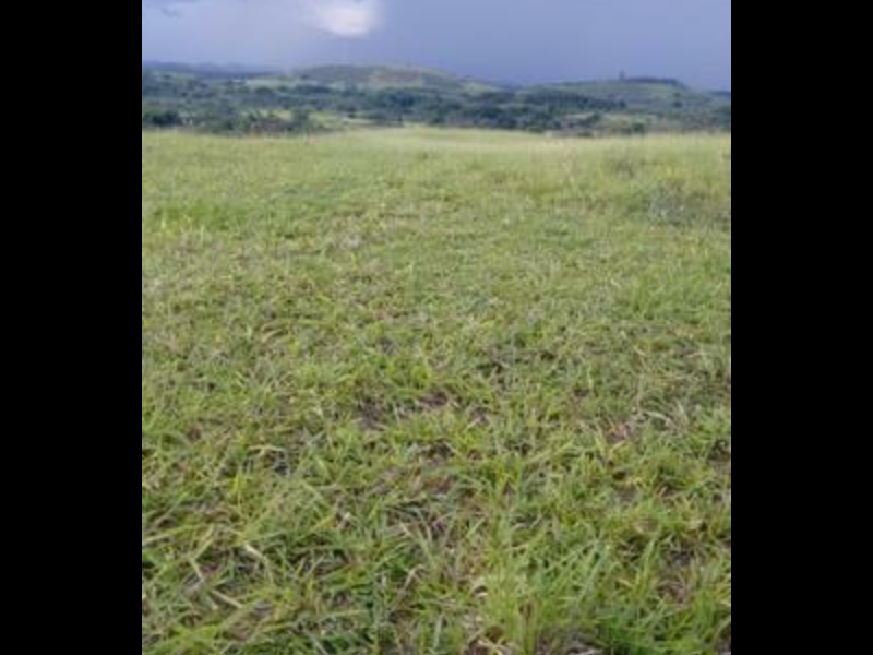 Sítio à venda Sambaetiba com 80m² e 1 quarto por R$ 600.000 - 885322156-capture-2019-08-07-17-03-57.png