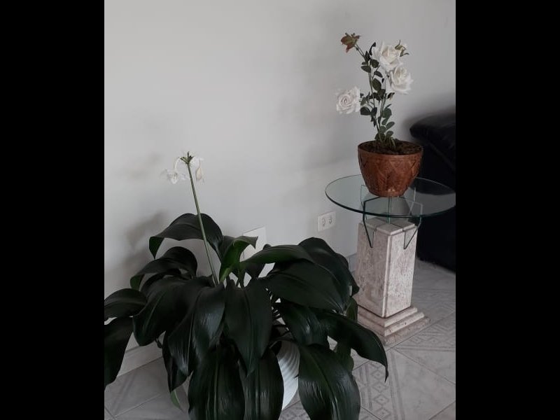 Apartamento à venda Bosque da Saúde com 60m² e 2 quartos por R$ 325.000 - 2050713844-whatsapp-image-2022-06-30-at-16.jpeg