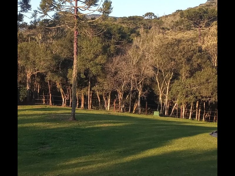 Sítio à venda Centro com 20000m² e 1 quarto por R$ 1.770.000 - 17048429-patio-com-araucaria.jpg