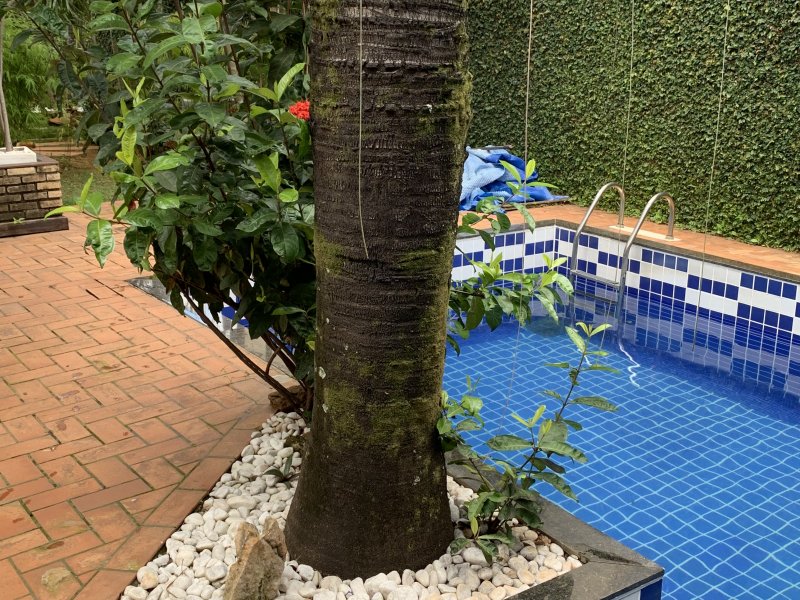 Casa à venda Taguatinga Norte (Taguatinga) com 450m² e 4 quartos por R$ 1.600.000 - 311906873-69044763-e4d3-4643-8aef-9c564743579c.jpeg