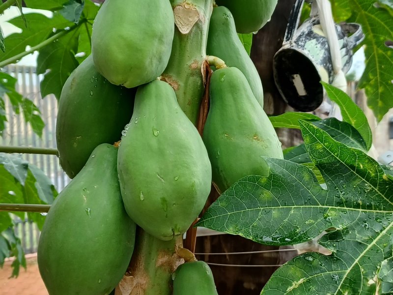 Casa à venda Jardim Botanico com 800m² e 4 quartos por R$ 1.450.000 - 1100197452-pomar-4.jpg