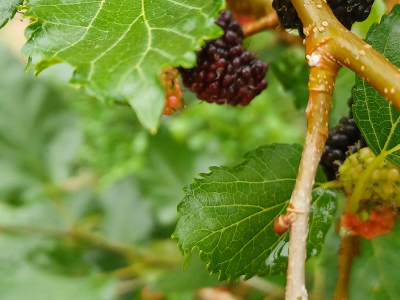 Casa à venda Jardim Botanico com 800m² e 4 quartos por R$ 1.450.000 - 2016427121-pomar-6.jpg