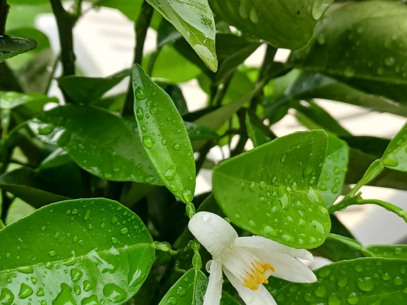 Casa à venda Jardim Botanico com 800m² e 4 quartos por R$ 1.450.000 - 604019130-pomar-8.jpg