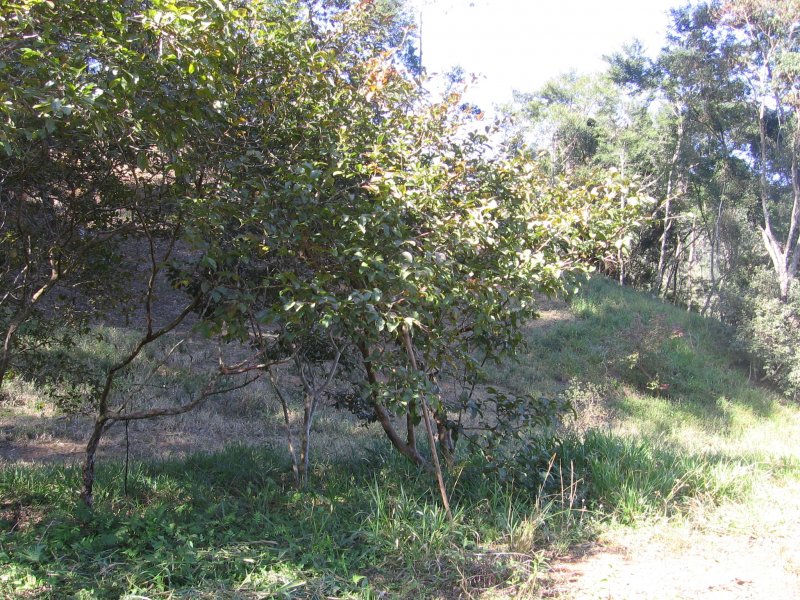 Terreno à venda Centro com 101751m² e 1 quarto por R$ 550.000 - 1943868310-img-1660-2.JPG