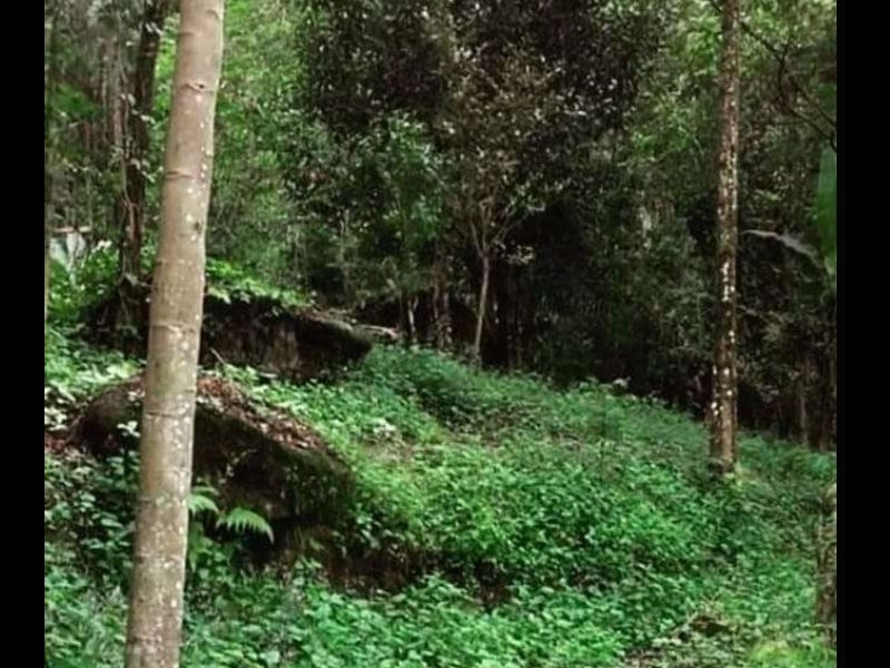 Sítio à venda Gambôa do Belém (Cunhambebe) com 33000m² e 1 quarto por R$ 150.000 - 916605753-screenshot-20211030-194749-2-1.jpg