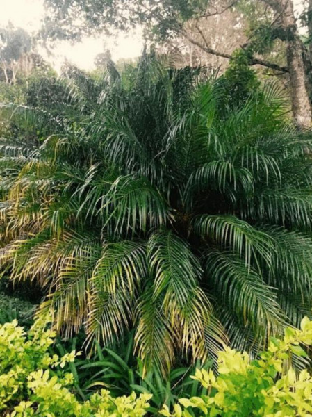 Terreno à venda Parque do Imbui com 6264m² e 1 quarto por R$ 900.000 - 1798677832-tere-009.jpeg