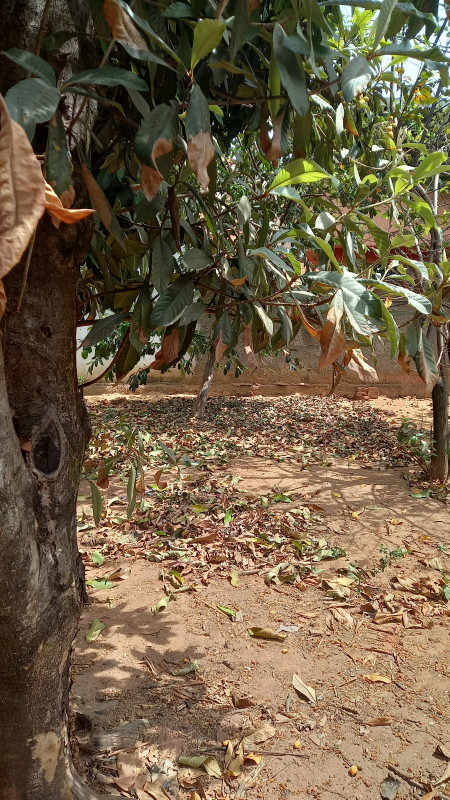 Casa à venda Bethânia  com 75m² e 3 quartos por R$ 430.000 - 272138445-20220907-110718.jpg