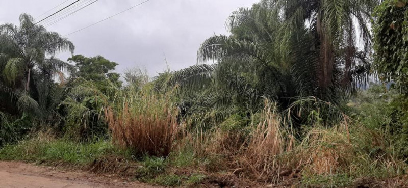 Terreno à venda Piúva com 5180m² e 1 quarto por R$ 2.480.000 - 1008978782-ilhabela-9.jpg