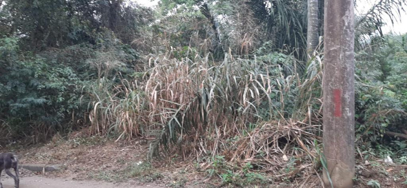 Terreno à venda Piúva com 5180m² e 1 quarto por R$ 2.480.000 - 1499569164-ilhabela-8.jpg