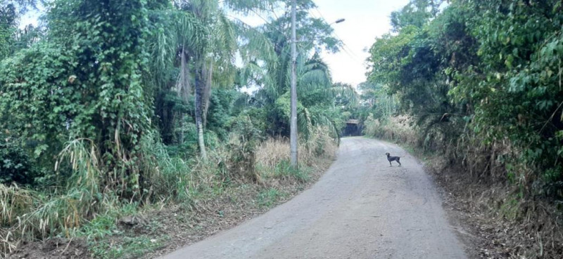 Terreno à venda Piúva com 5180m² e 1 quarto por R$ 2.480.000 - 68566245-ilhabela-3.jpg