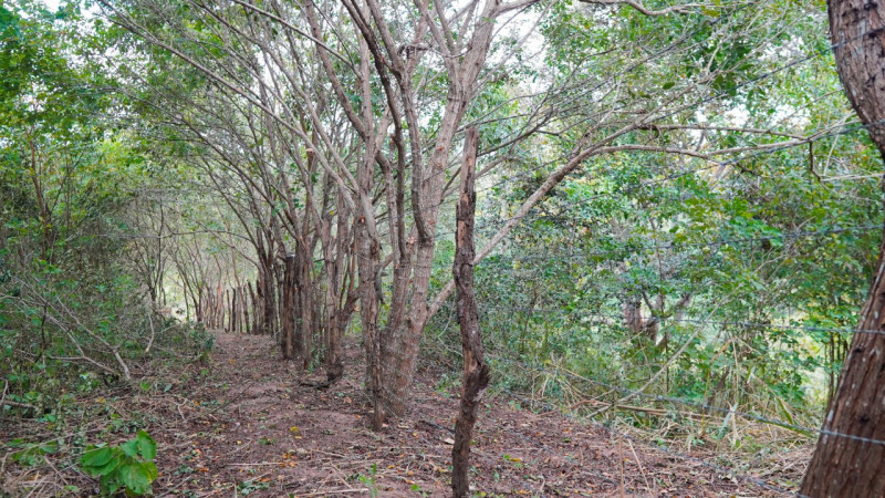Sítio à venda Lídia Queiroz com 10000m² e 1 quarto por R$ 525.000 - 1979702523-c4b421d5-f91e-478e-8b0d-4af63105ff57.jpeg