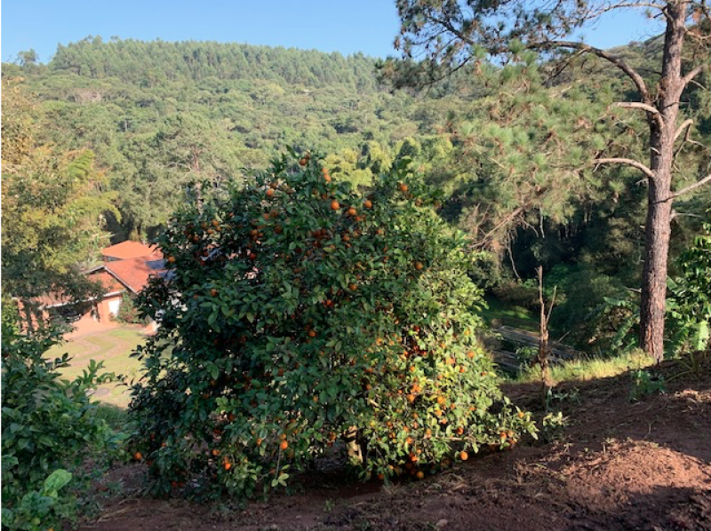 Chácara à venda Centro com 28m² e 4 quartos por R$ 4.500.000 - 1046748323-captura-de-tela-2022-10-04-as-10.png